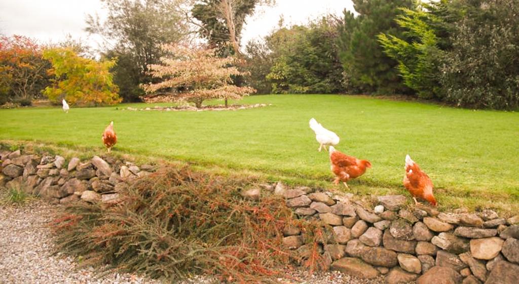 The Well Meadow B&B Nenagh Exteriér fotografie